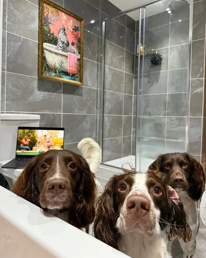 Anna's three Springer Spaniels peering over the side of the bath
