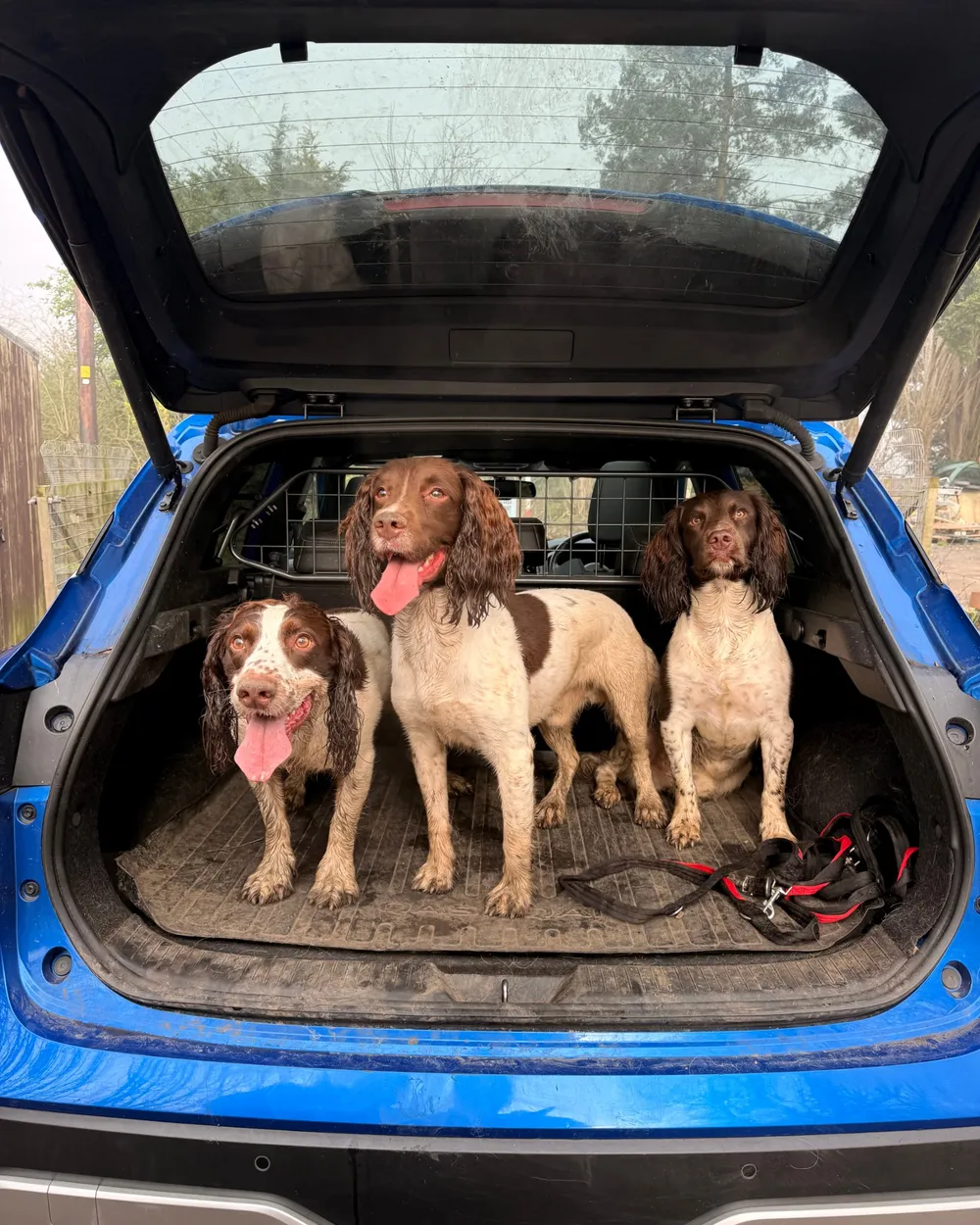 Three Springer Spaniels sitting in the open boot of a blue car